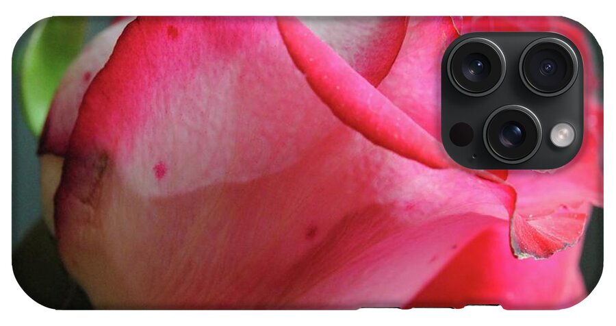 Red and White Rose in Soft Light - Phone Case