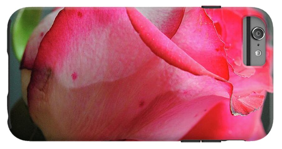 Red and White Rose in Soft Light - Phone Case