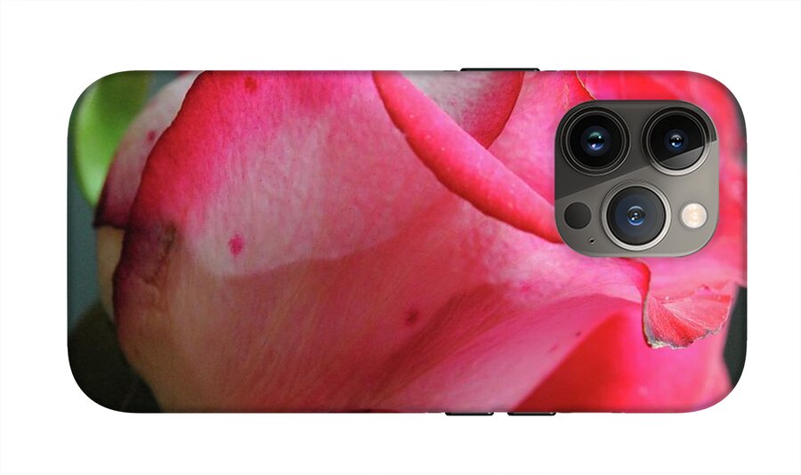 Red and White Rose in Soft Light - Phone Case