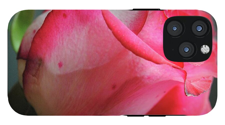 Red and White Rose in Soft Light - Phone Case