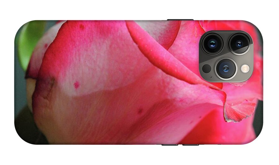 Red and White Rose in Soft Light - Phone Case