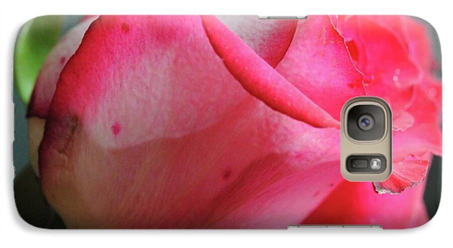 Red and White Rose in Soft Light - Phone Case
