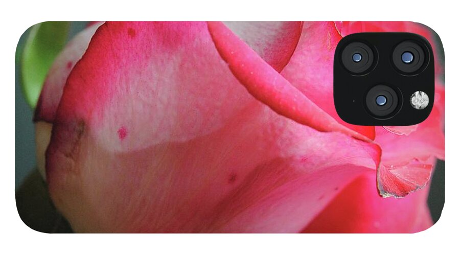 Red and White Rose in Soft Light - Phone Case