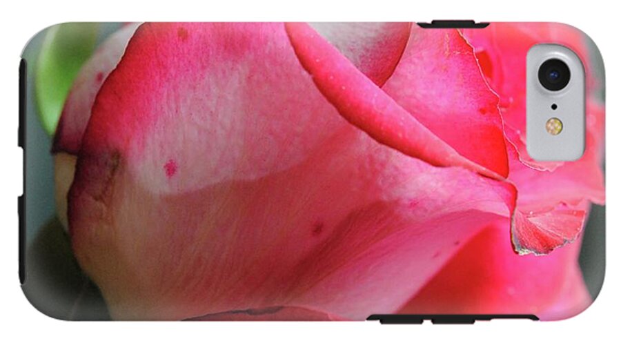 Red and White Rose in Soft Light - Phone Case