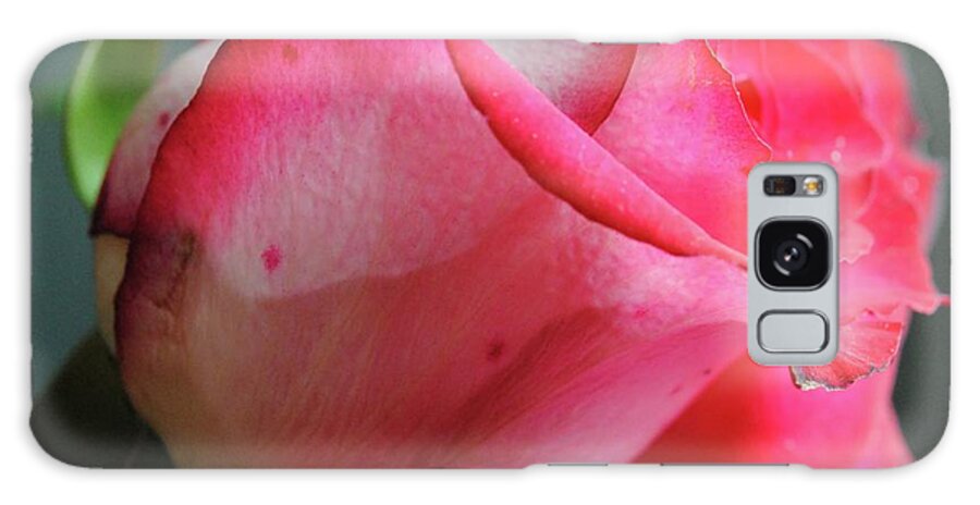 Red and White Rose in Soft Light - Phone Case