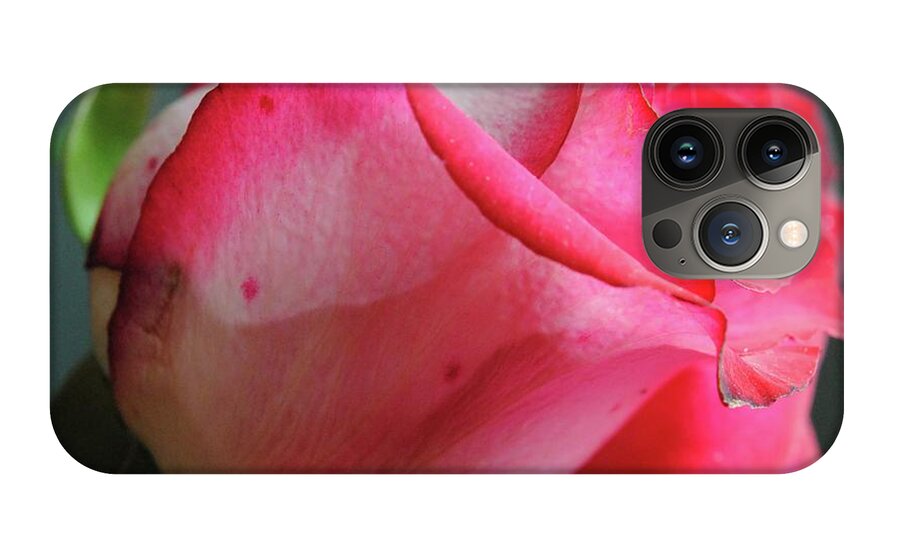 Red and White Rose in Soft Light - Phone Case