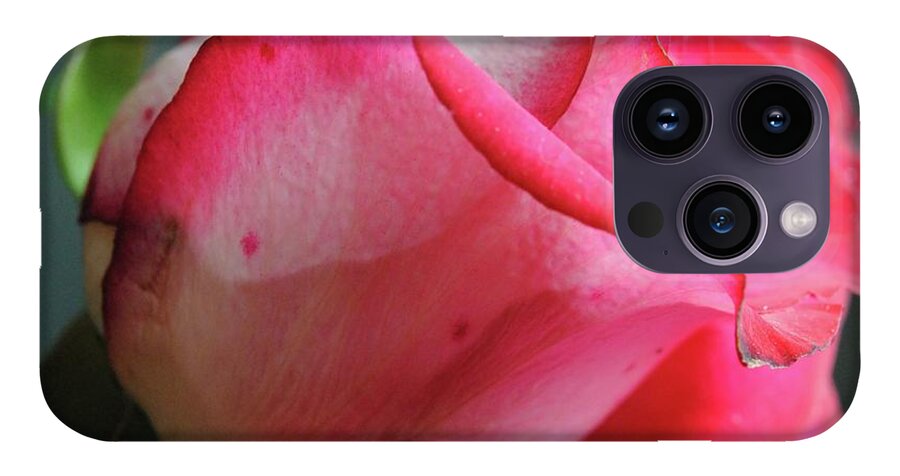 Red and White Rose in Soft Light - Phone Case