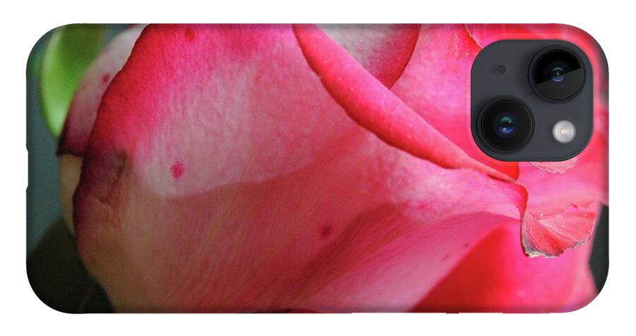 Red and White Rose in Soft Light - Phone Case