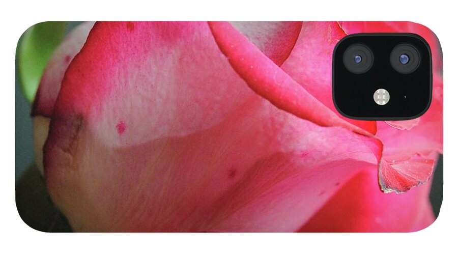 Red and White Rose in Soft Light - Phone Case