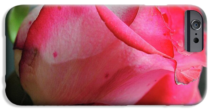 Red and White Rose in Soft Light - Phone Case