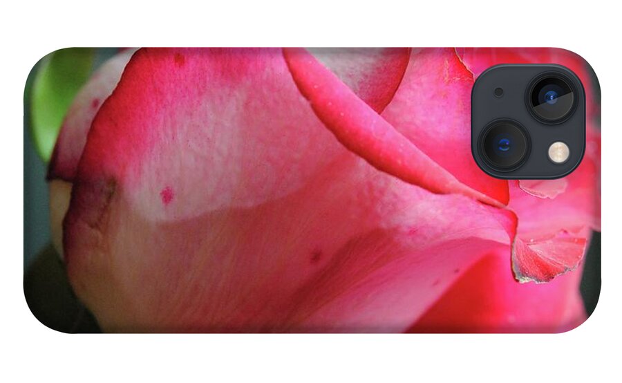 Red and White Rose in Soft Light - Phone Case