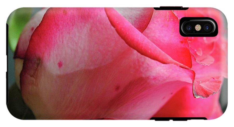Red and White Rose in Soft Light - Phone Case