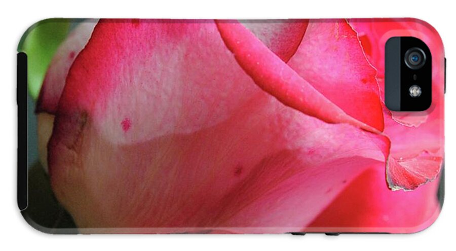 Red and White Rose in Soft Light - Phone Case
