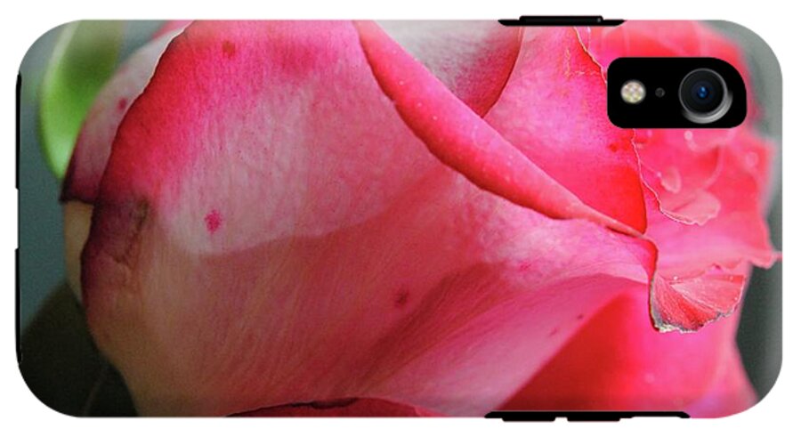 Red and White Rose in Soft Light - Phone Case