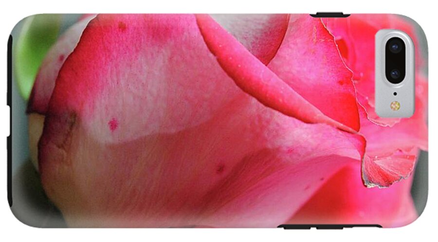 Red and White Rose in Soft Light - Phone Case
