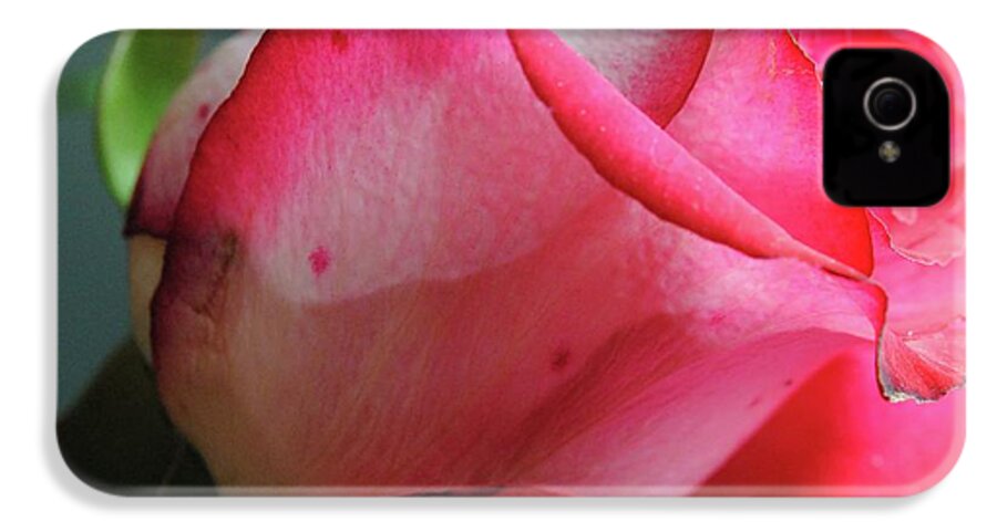 Red and White Rose in Soft Light - Phone Case