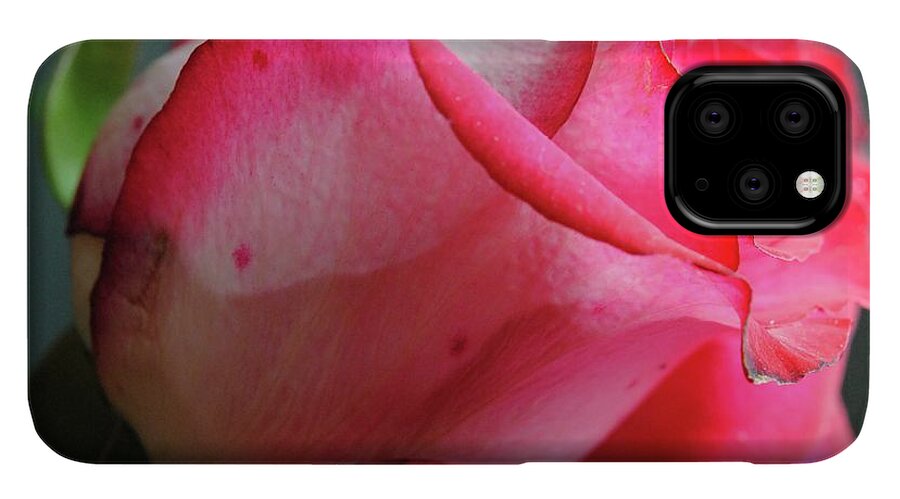 Red and White Rose in Soft Light - Phone Case