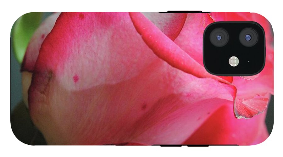 Red and White Rose in Soft Light - Phone Case