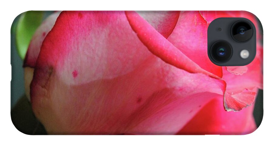 Red and White Rose in Soft Light - Phone Case
