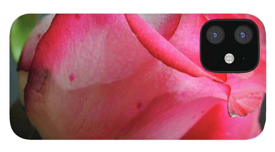 Red and White Rose in Soft Light - Phone Case