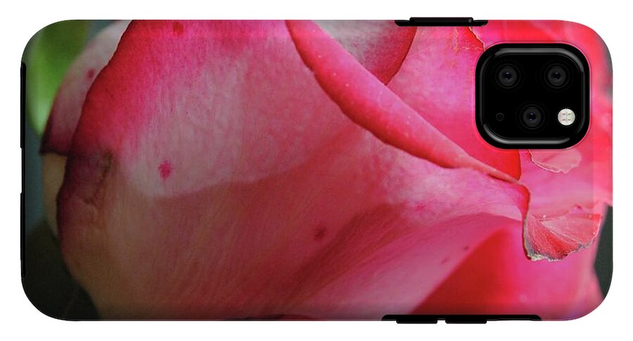 Red and White Rose in Soft Light - Phone Case