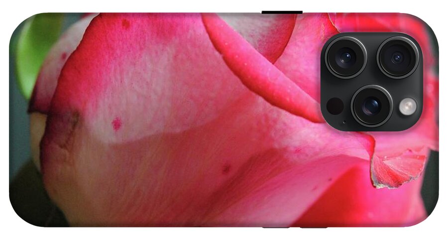 Red and White Rose in Soft Light - Phone Case