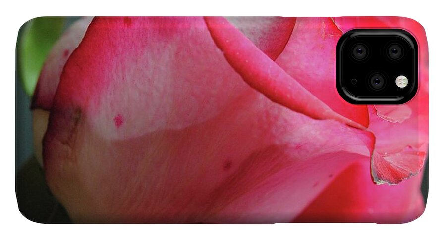 Red and White Rose in Soft Light - Phone Case