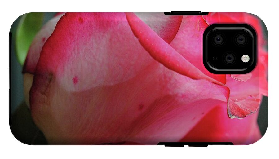 Red and White Rose in Soft Light - Phone Case
