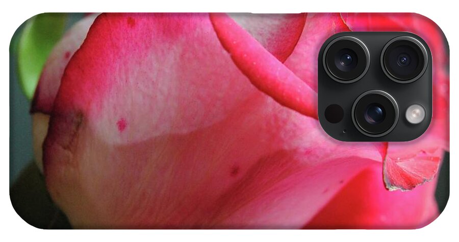 Red and White Rose in Soft Light - Phone Case