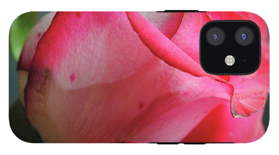 Red and White Rose in Soft Light - Phone Case