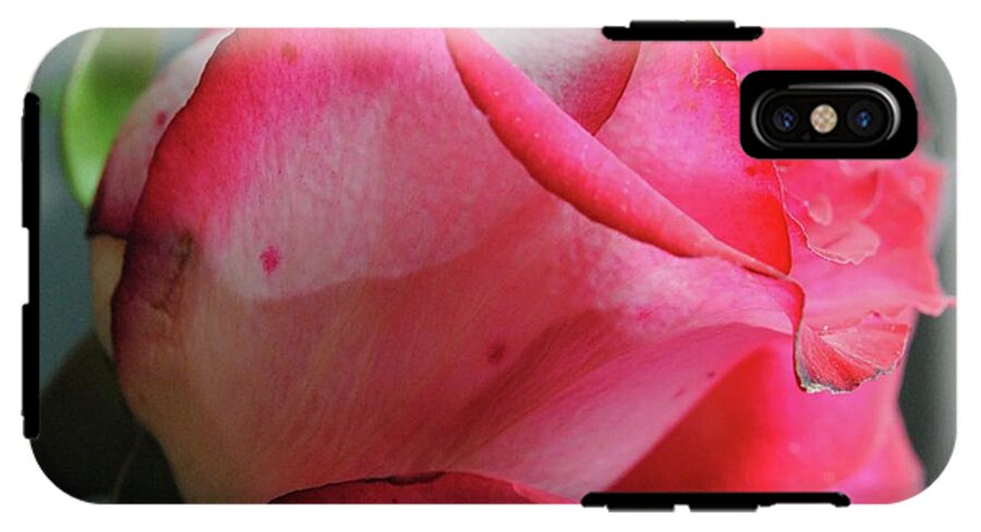 Red and White Rose in Soft Light - Phone Case