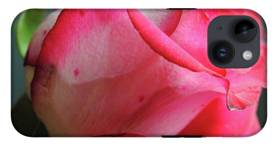 Red and White Rose in Soft Light - Phone Case