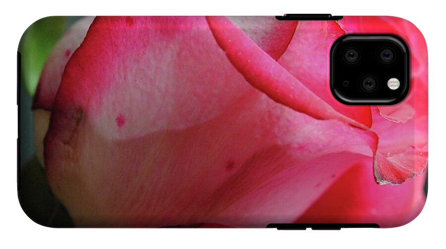 Red and White Rose in Soft Light - Phone Case