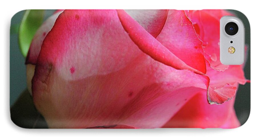 Red and White Rose in Soft Light - Phone Case