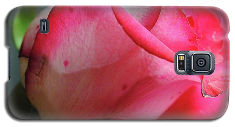 Red and White Rose in Soft Light - Phone Case