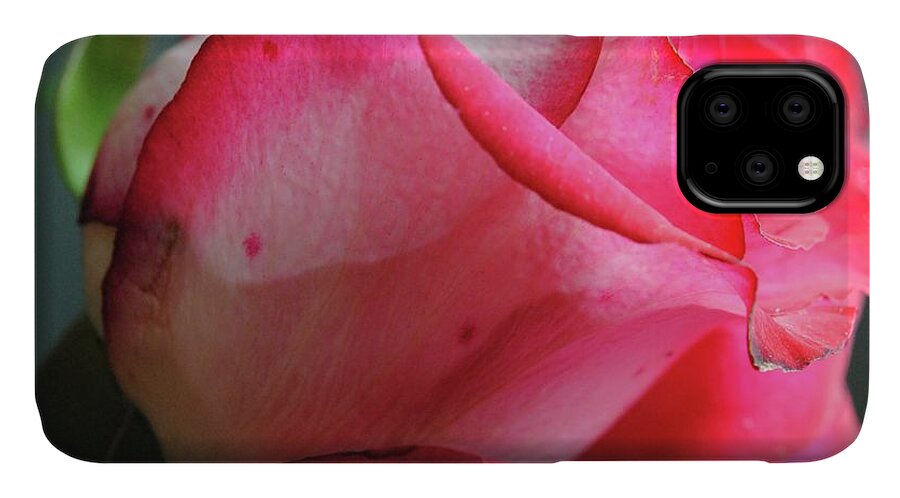 Red and White Rose in Soft Light - Phone Case