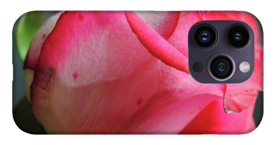 Red and White Rose in Soft Light - Phone Case