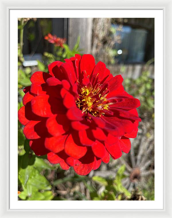 Red Flower In Autumn - Framed Print
