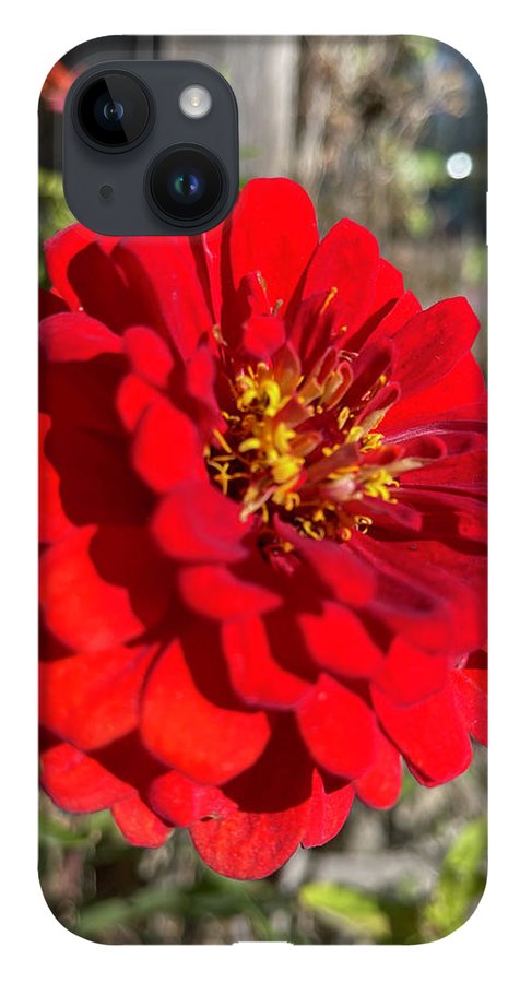 Red Flower In Autumn - Phone Case