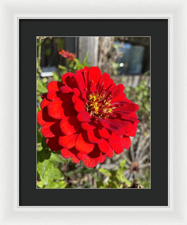 Red Flower In Autumn - Framed Print