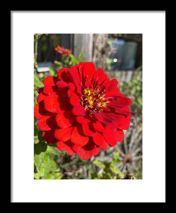 Red Flower In Autumn - Framed Print