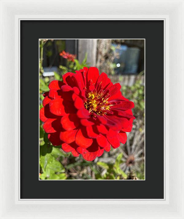 Red Flower In Autumn - Framed Print