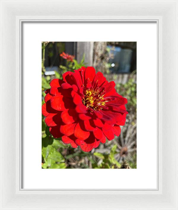 Red Flower In Autumn - Framed Print