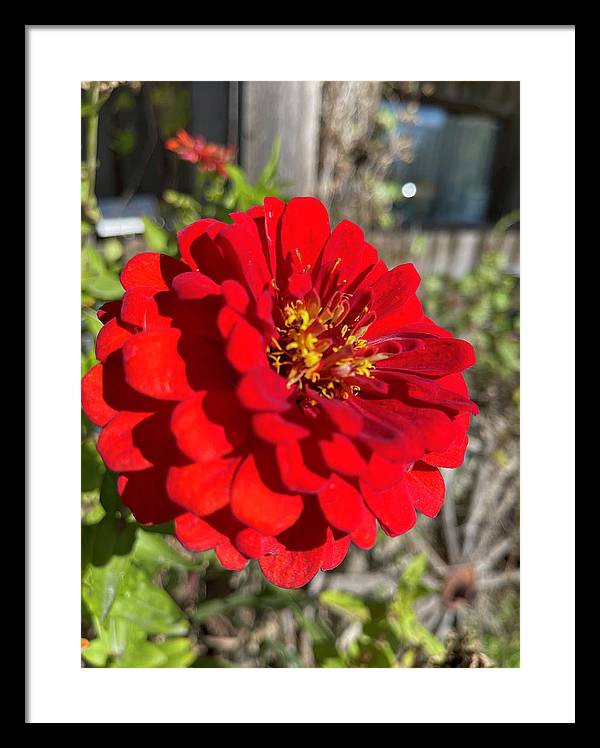 Red Flower In Autumn - Framed Print