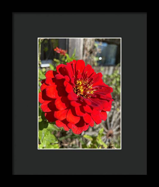 Red Flower In Autumn - Framed Print