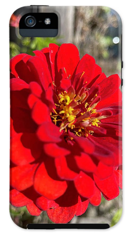 Red Flower In Autumn - Phone Case