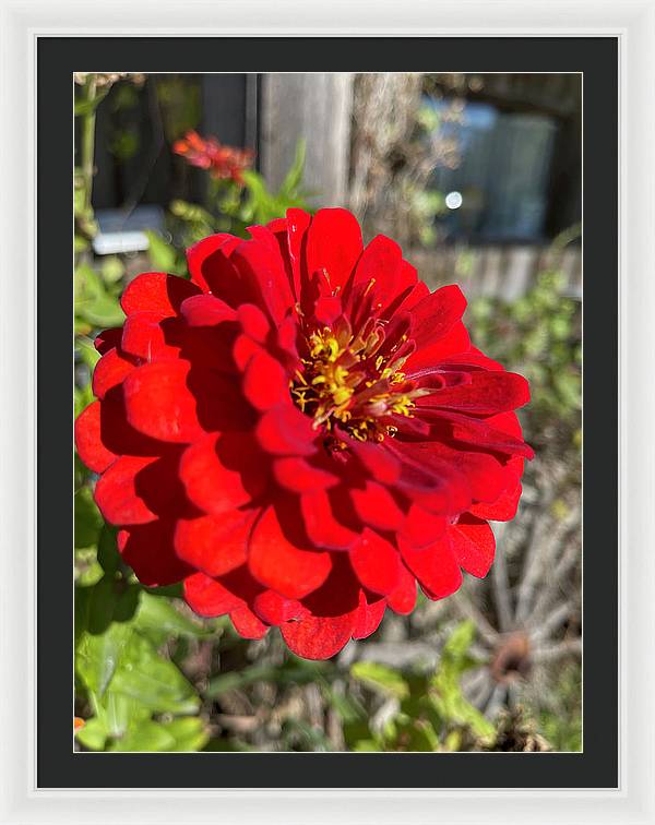 Red Flower In Autumn - Framed Print