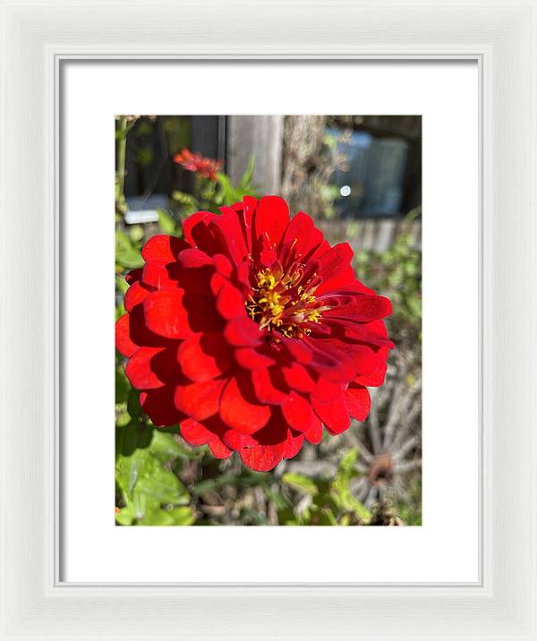 Red Flower In Autumn - Framed Print
