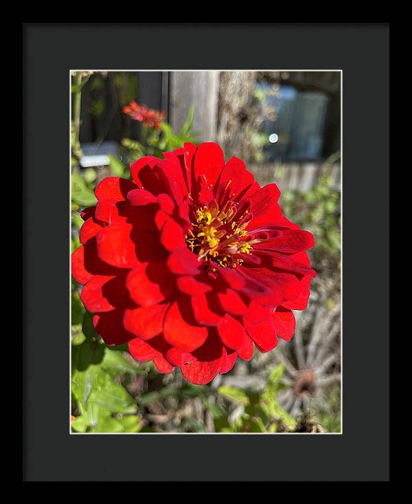 Red Flower In Autumn - Framed Print