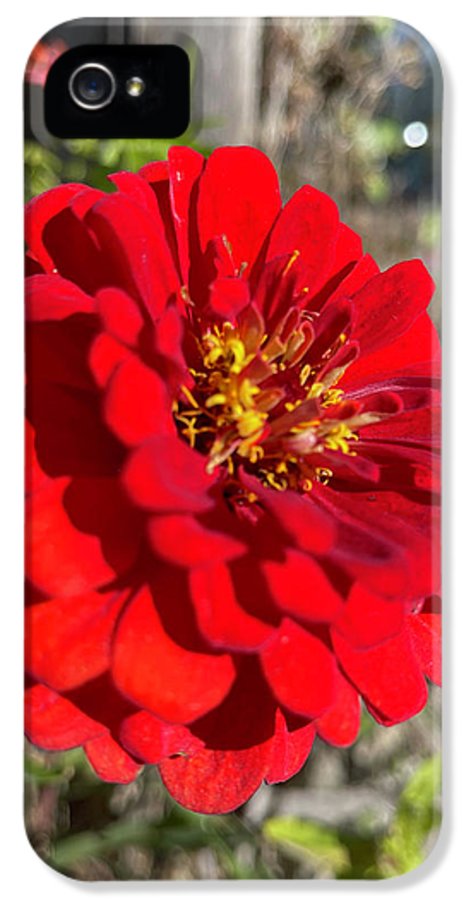 Red Flower In Autumn - Phone Case
